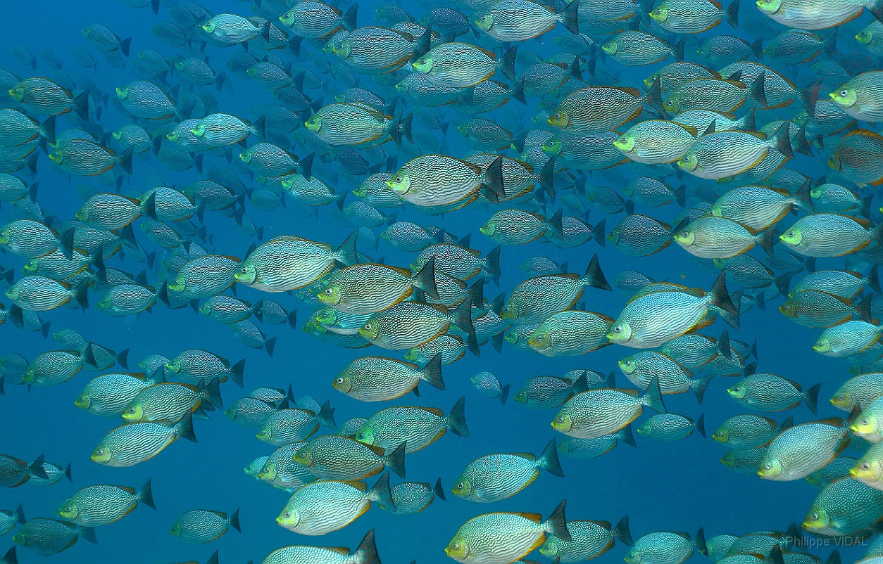 Thailand 2015 - Ko Tao - Poisson-lapin de Java - Siganus javus _IMG_3738_rc.jpg